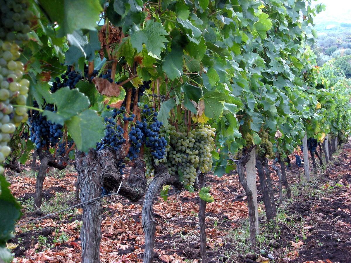 I vigneti vulcanici di una cantina sulle pendici dell'Etna